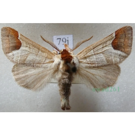 Clostera curtula (Linnaeus, 1758) male Wzjeżka łozówka Czech79j